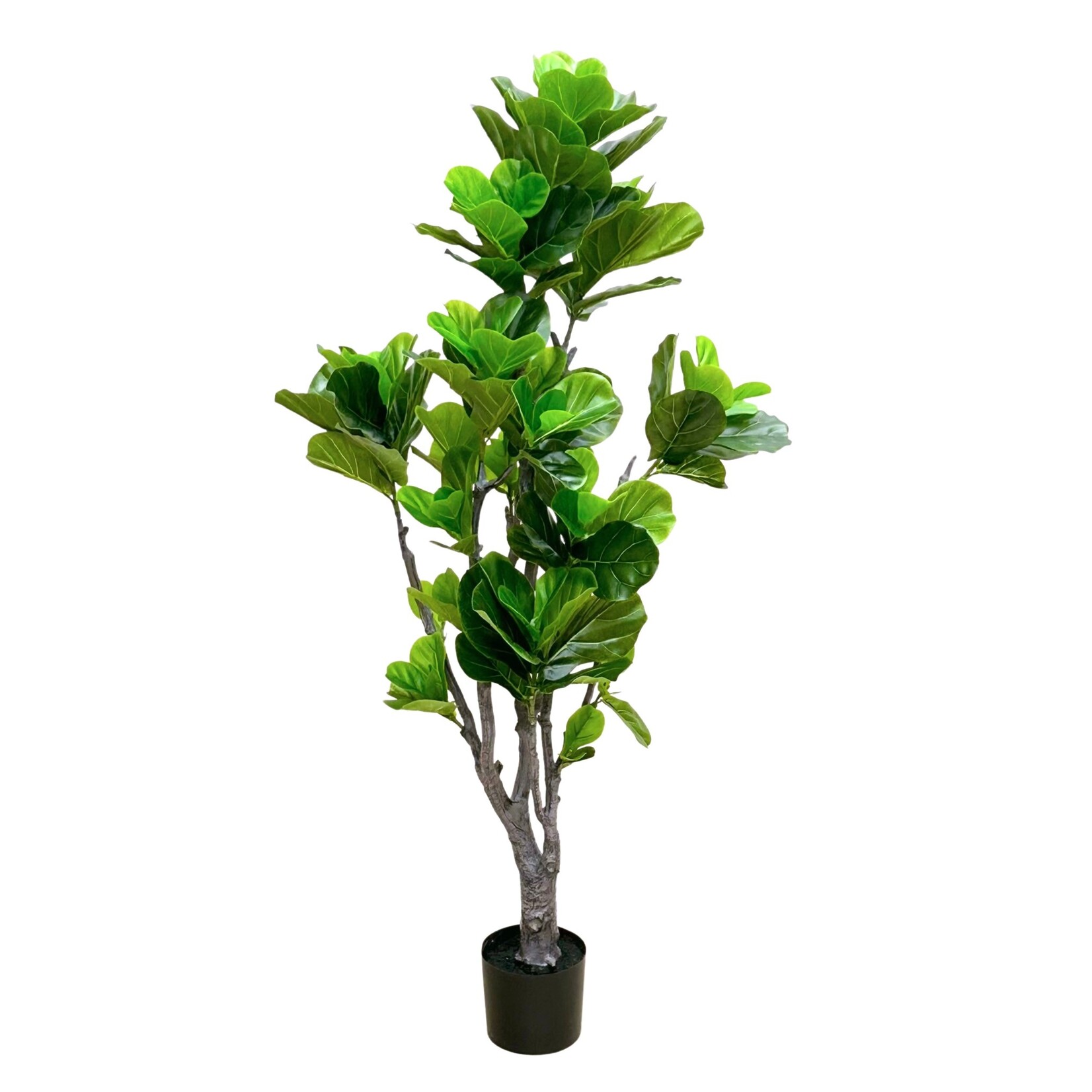 6' EVA FIDDLE PLANT GREEN