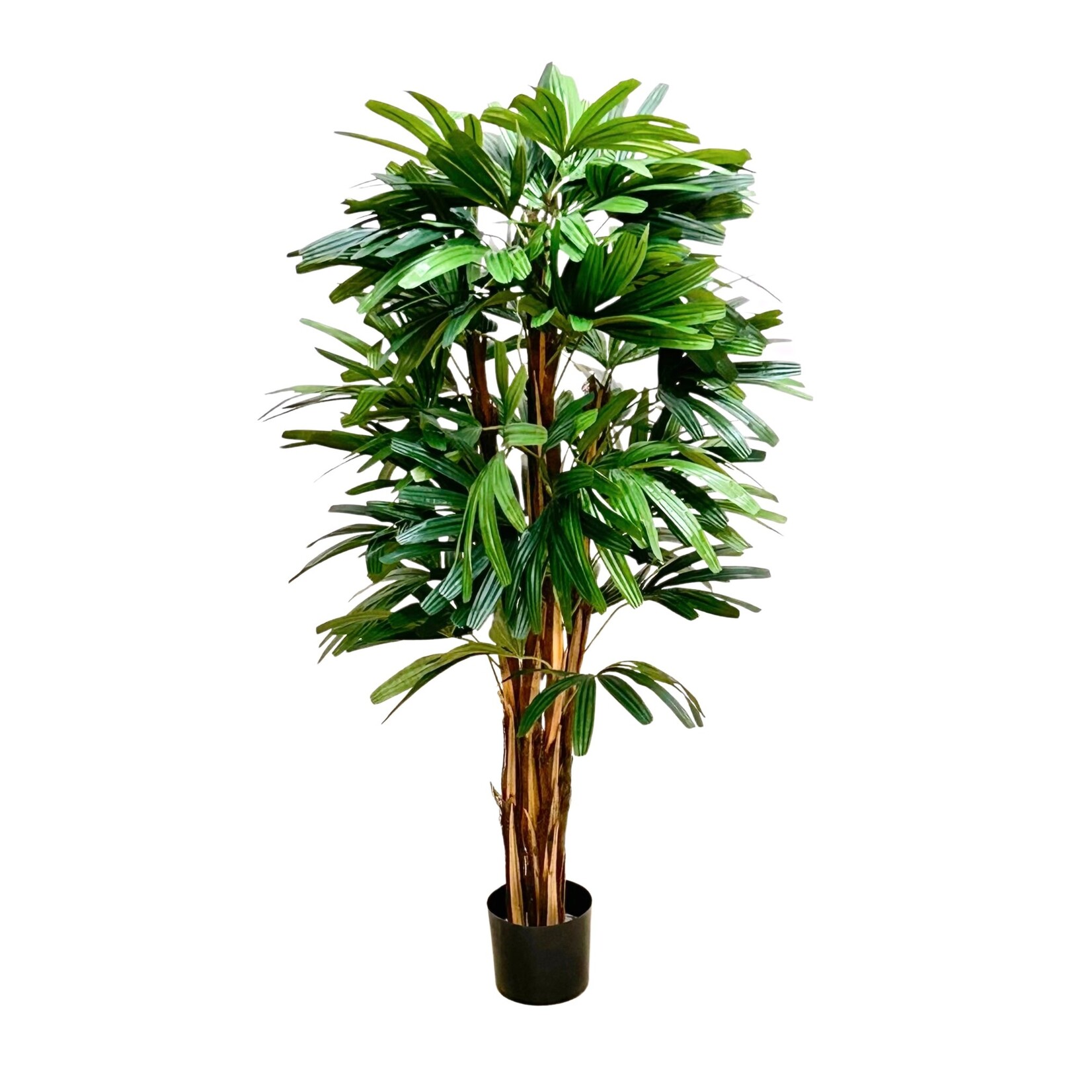 4' RHAPIS TREE GREEN TWO TONE