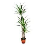 PLT641-GN: 59" YUCCA TREE IN PLASTIC POT GREEN