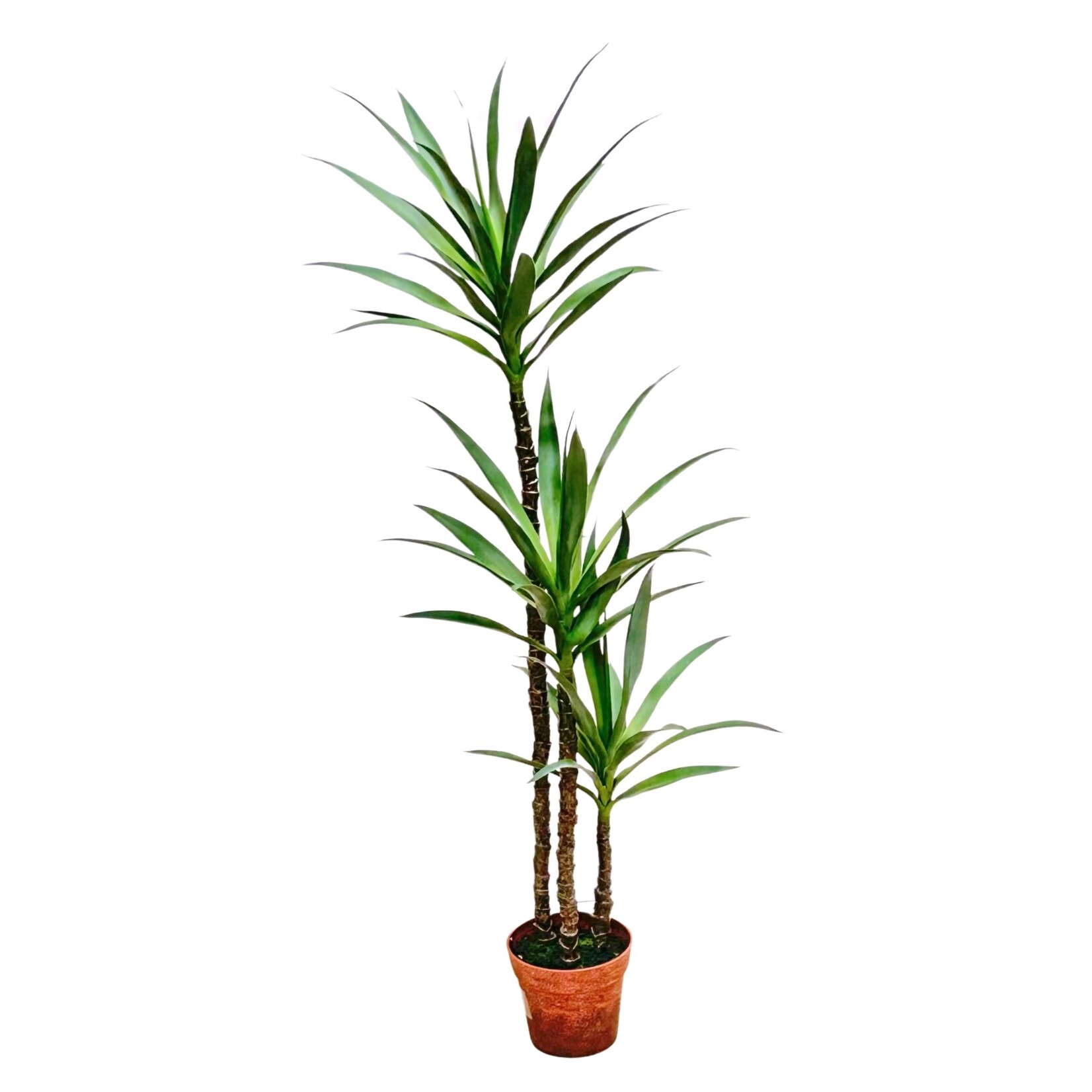 59" YUCCA TREE IN PLASTIC POT GREEN