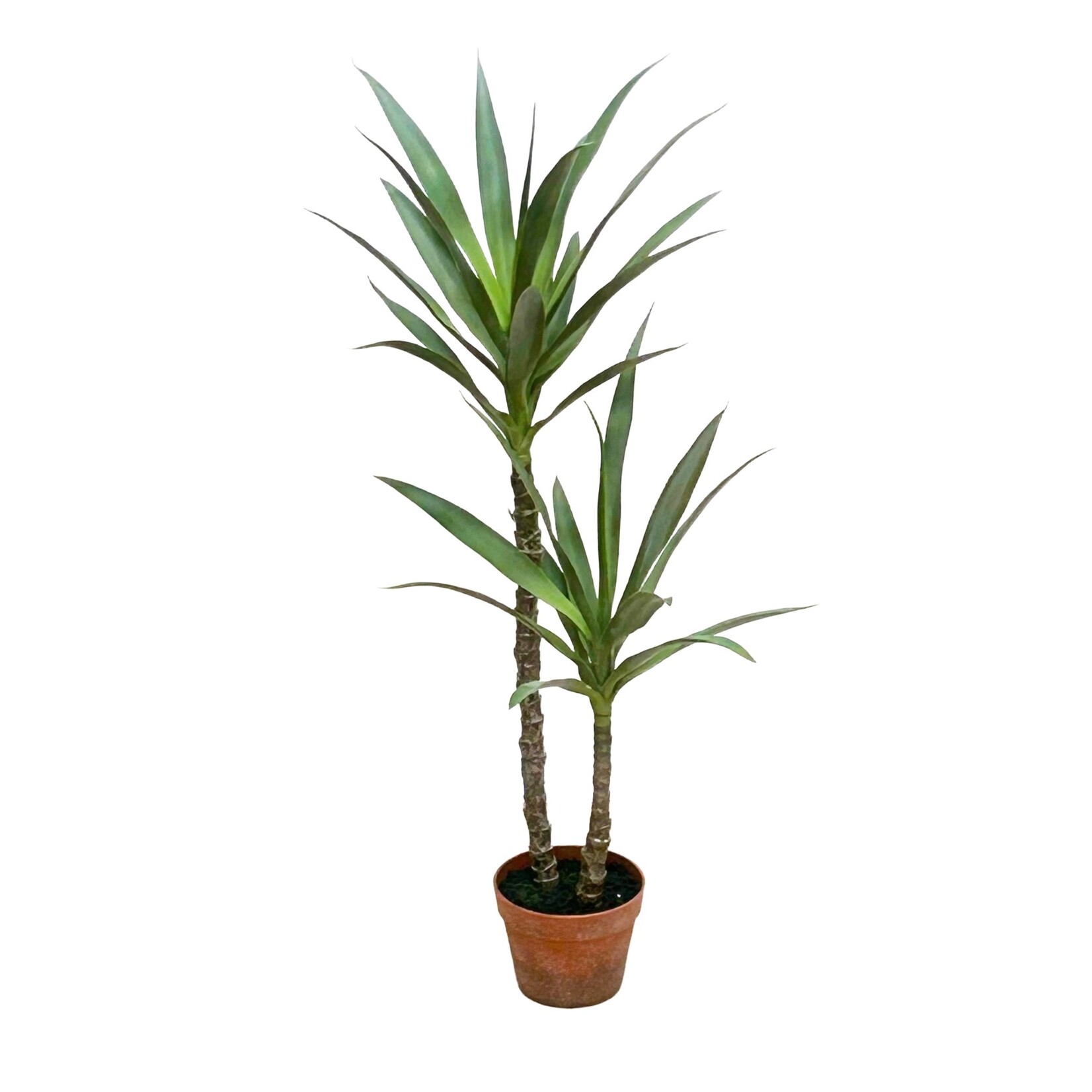 44" YUCCA TREE IN PLASTIC POT GREEN