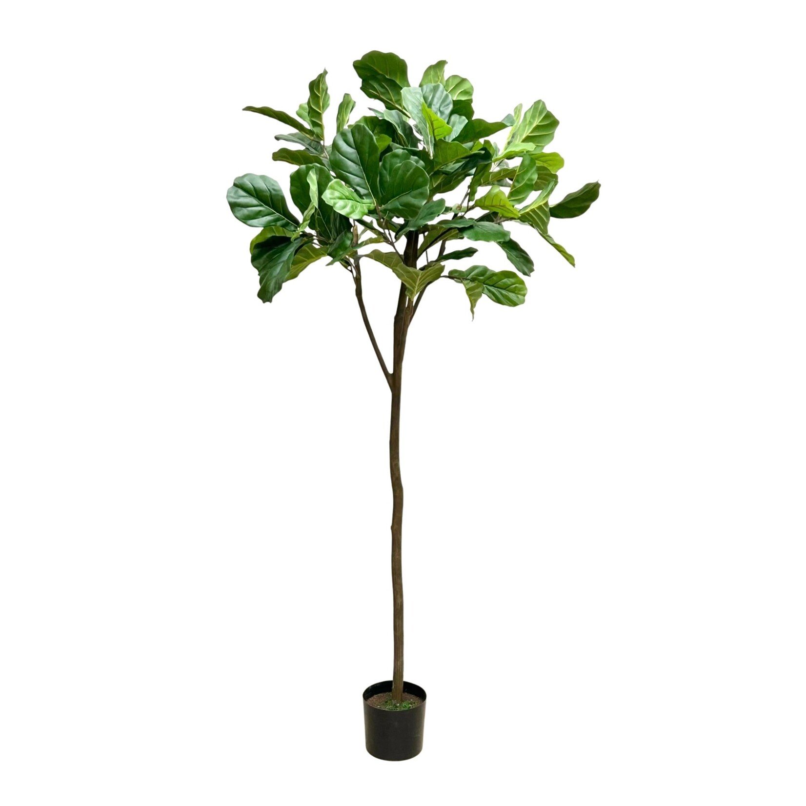 7' FIDDLE LEAF PLANT GREEN
