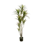 CTD156-GN/BU: 6' DRACAENA MARGINATA TREE IN POT GREEN BURGUNDY