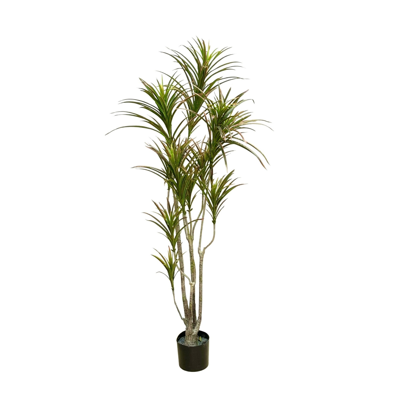 6' DRACAENA MARGINATA TREE IN POT GREEN BURGUNDY