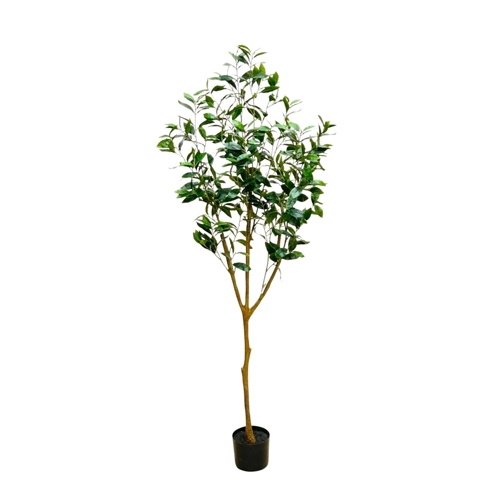 72" LAUREL TREE IN PLASTIC POT GREEN