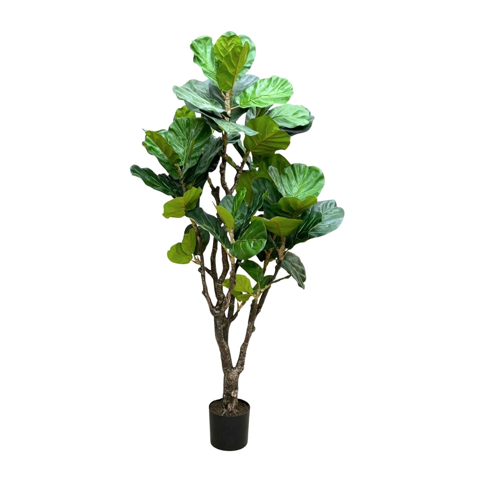 72" FIDDLE LEAF PLANT IN POT GREEN