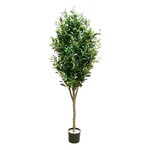 CTO145-GN: 5' OLIVE TREE GREEN