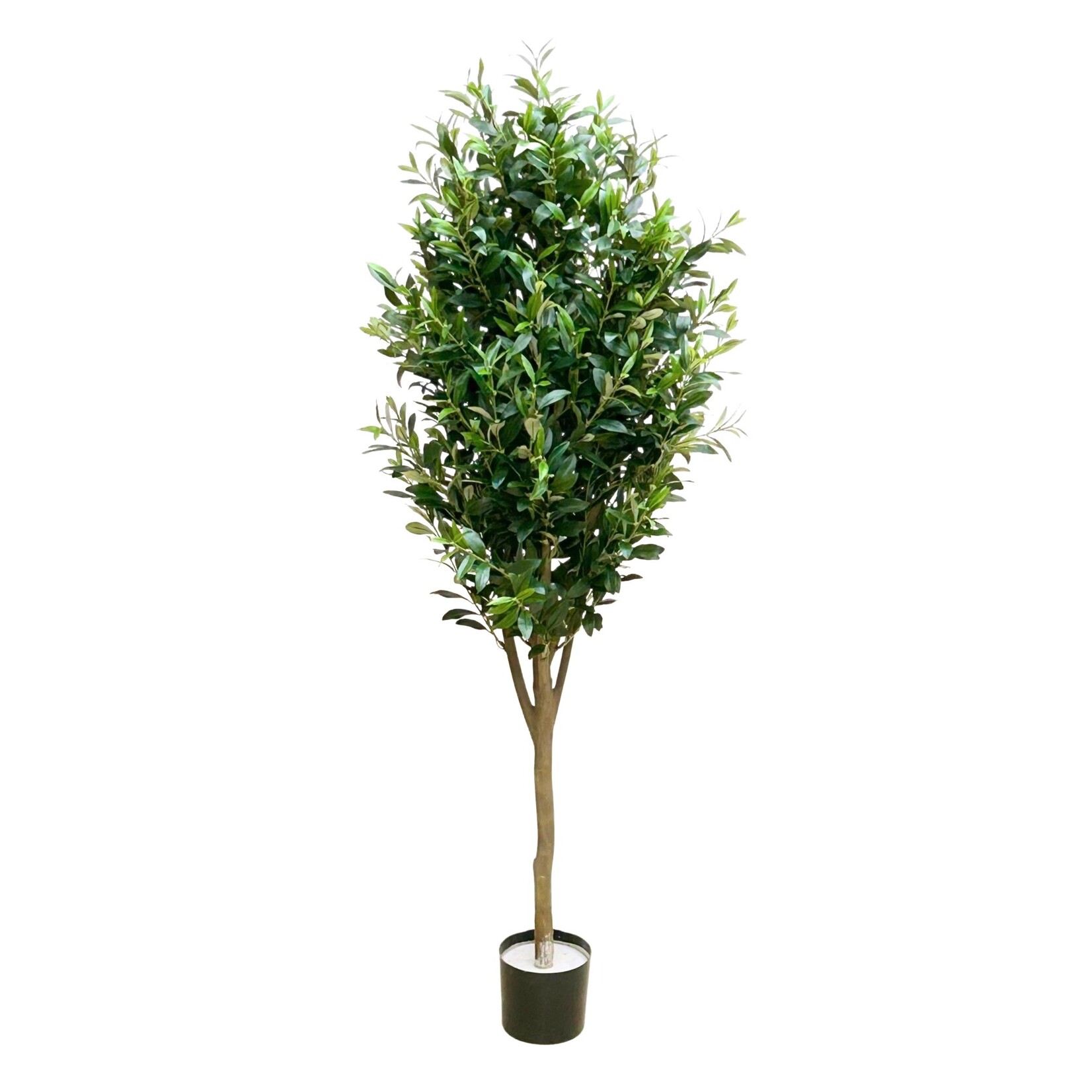 5' OLIVE TREE GREEN