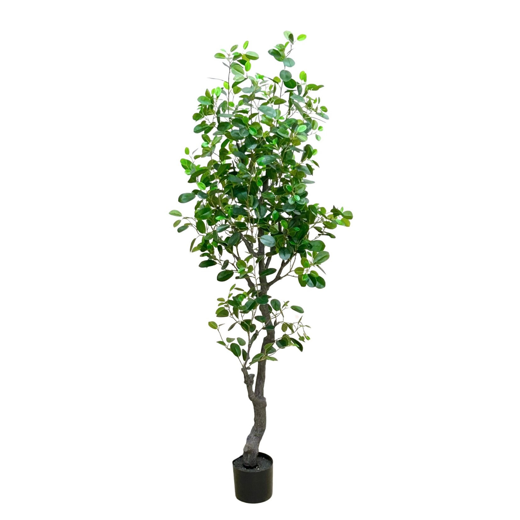 6' EVA FICUS TREE IN POT GREEN