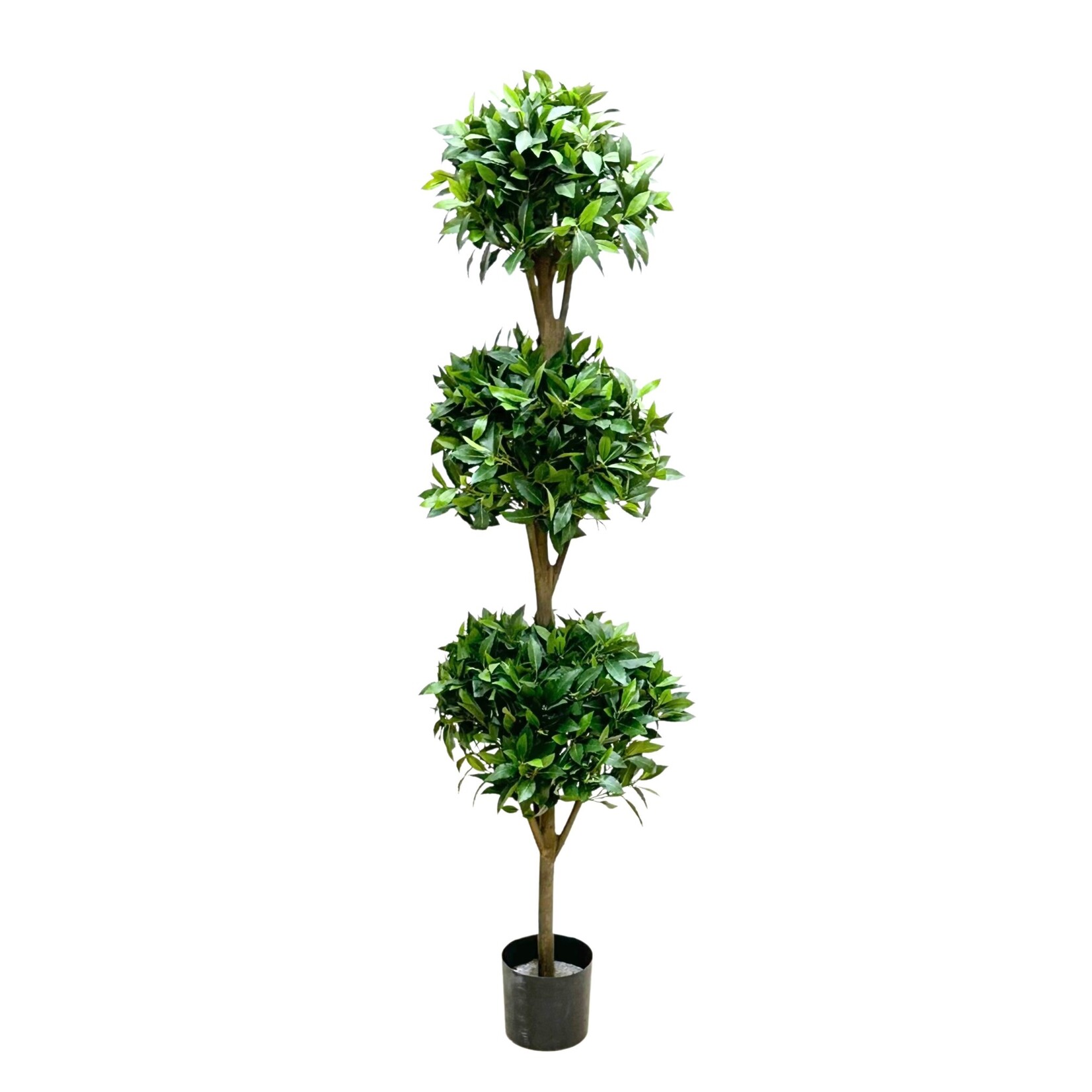 6' TRIPLE  BALL SWEET BAY TOPIARY IN POT GREEN