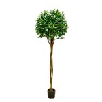 CBT350-GN: 5'BAY LEAF TOPIARY(BRAID/TNK)  GREEN