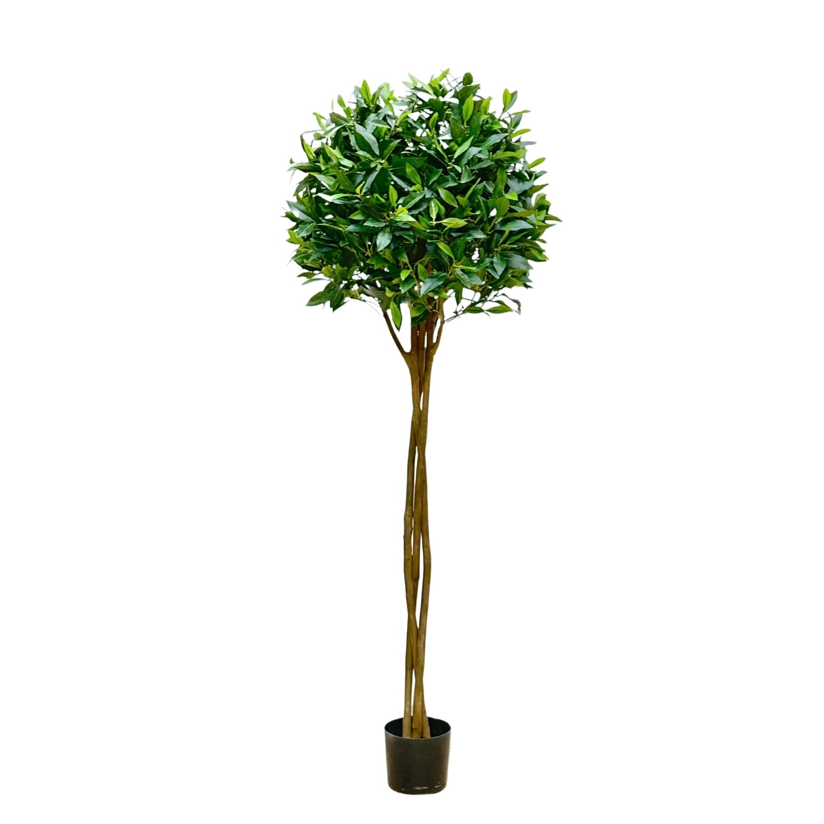 5'BAY LEAF TOPIARY(BRAID/TNK)  GREEN