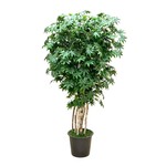 CTM536-GN: 4.5' JAPANESE MAPLE TREE GREEN