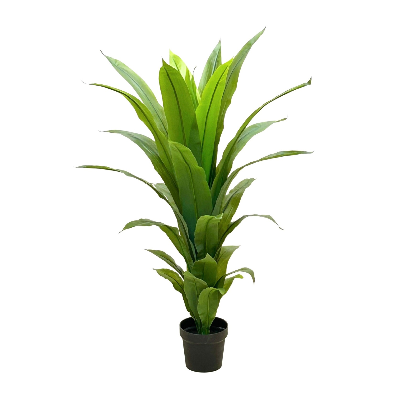 44" DRACENA FRAGANS PLANT IN POT GREEN