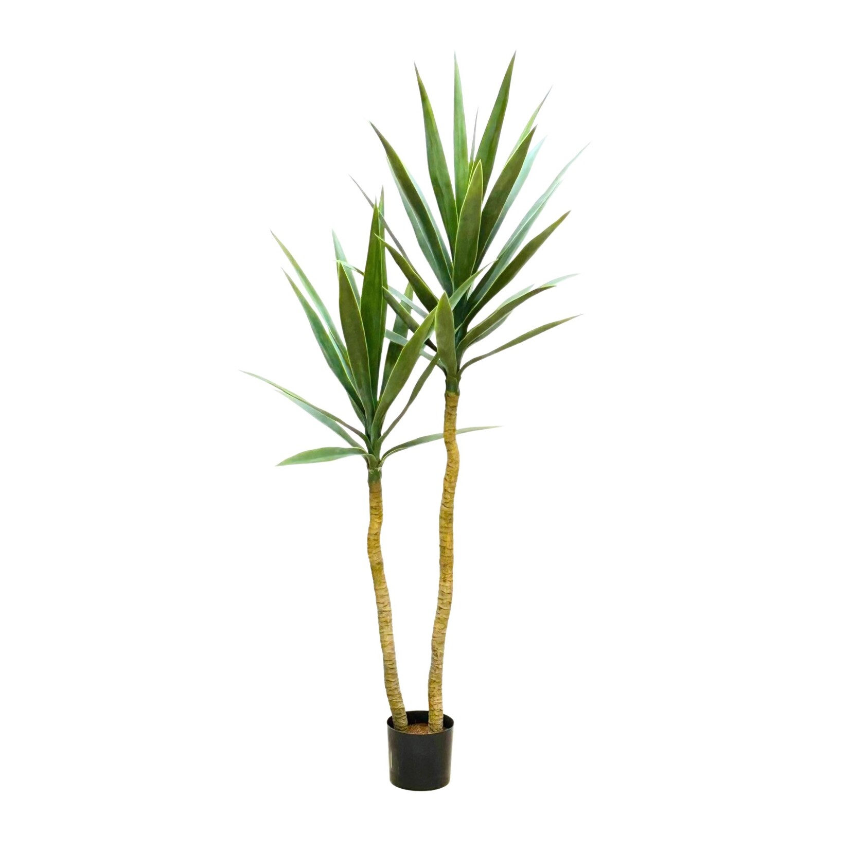 52" YUCCA TREE IN POT FROSTED GREEN