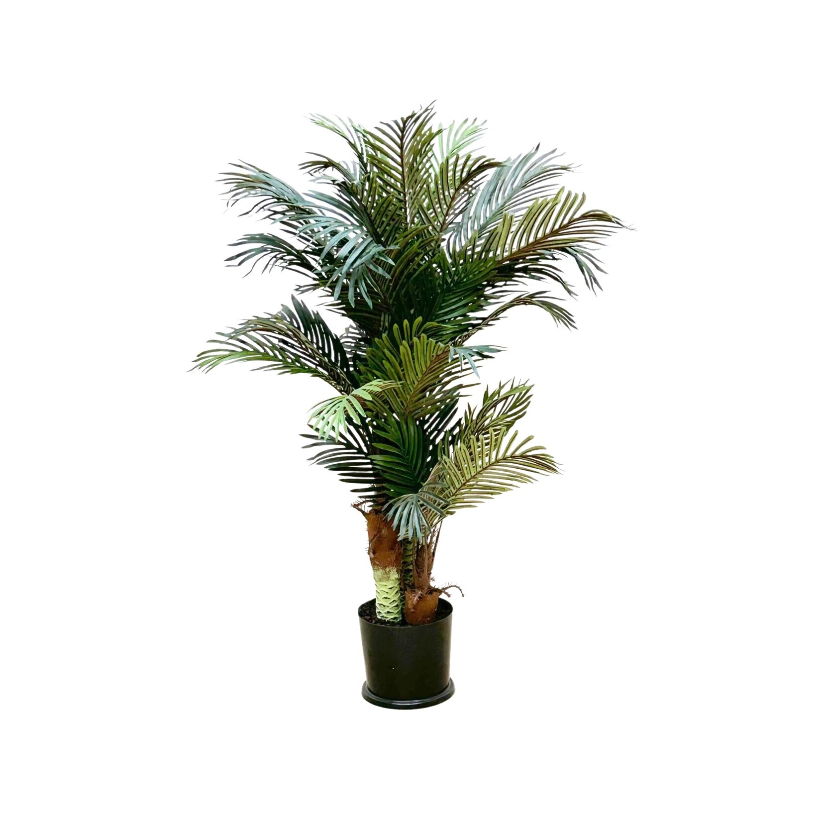 4' PHOENIX PALM TREE IN ROUND POT GREEN