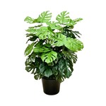 PLT811-GN: 36" SPLIT PHILO PLANT IN POT GREEN (MADE TO ORDER)
