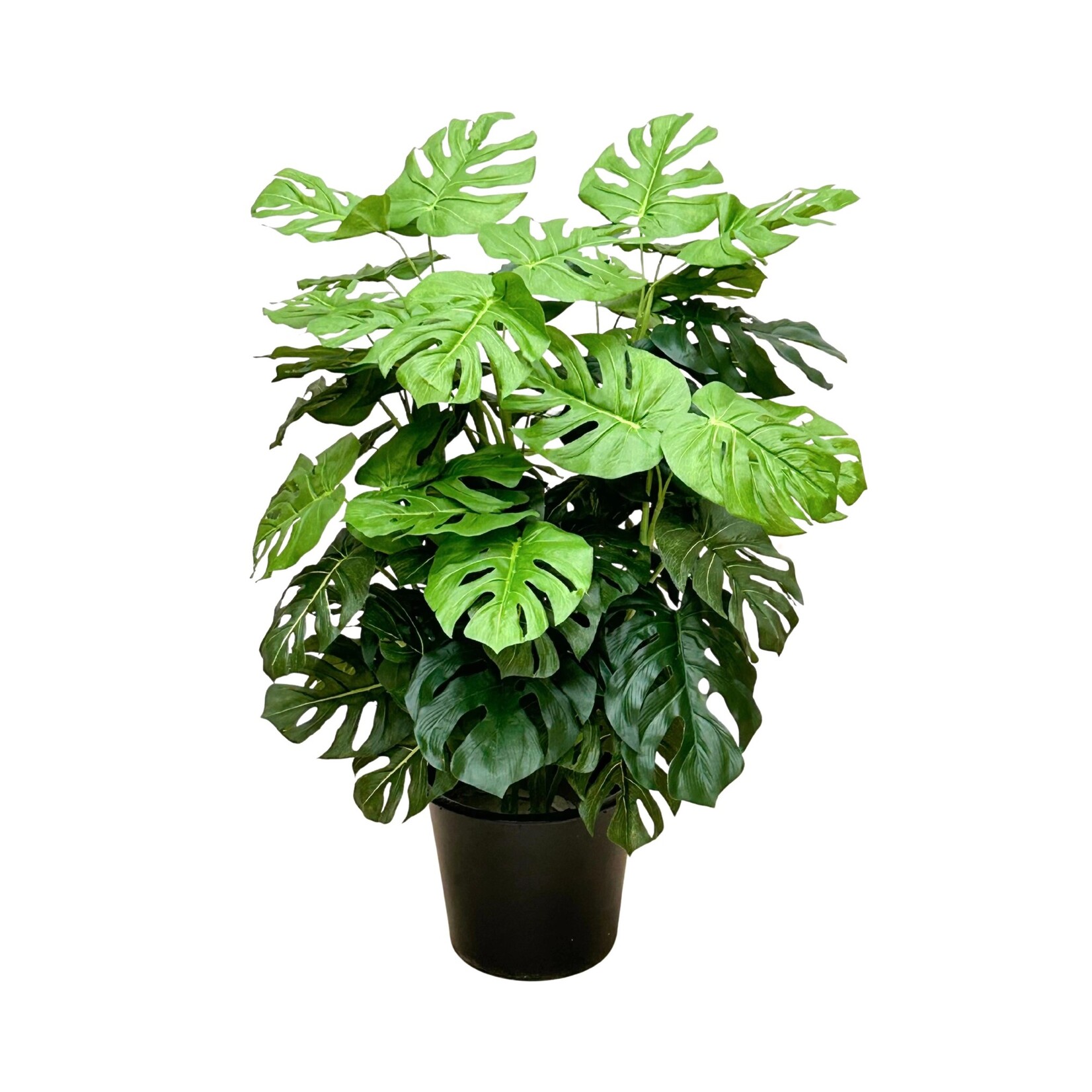36" SPLIT PHILO PLANT IN POT GREEN (MADE TO ORDER)