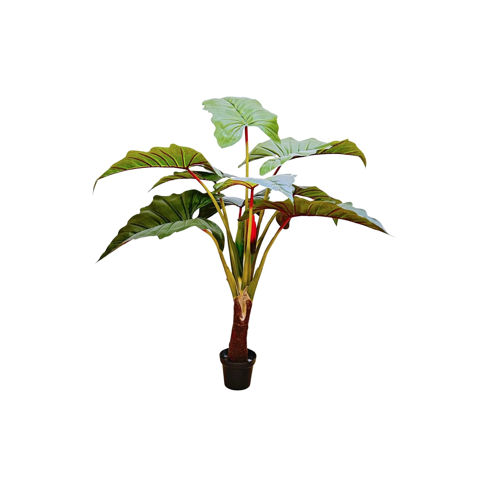 58" PHILO RED PRINCE IN POT GREEN