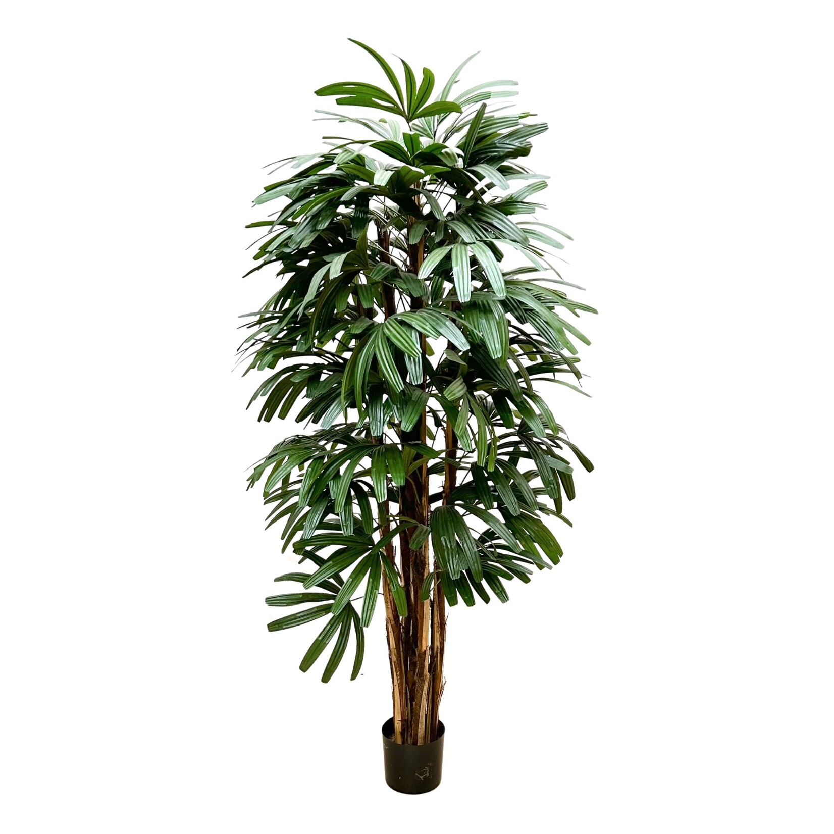 5' RHAPIS TREE IN POT GREEN TWO TONE