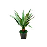 CSS120-GN/GY: 38"AGAVE PLANT GREEN GREY IN POT