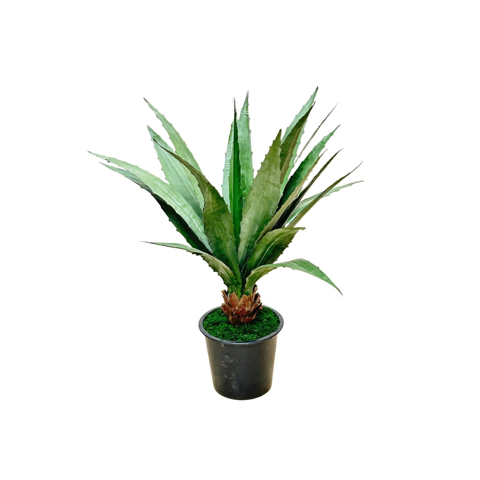 38"AGAVE PLANT GREEN GREY IN POT