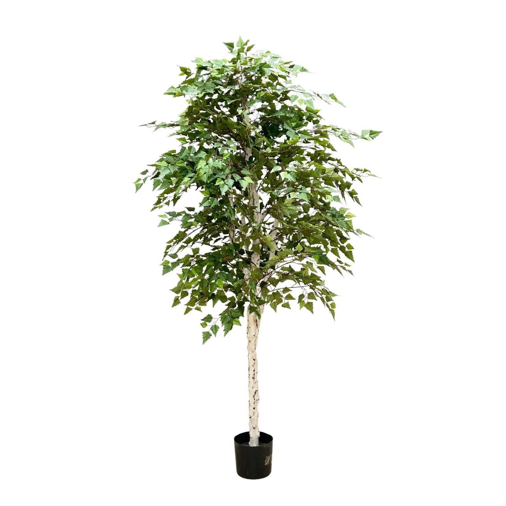 7' BIRCH TREE IN POT GREEN