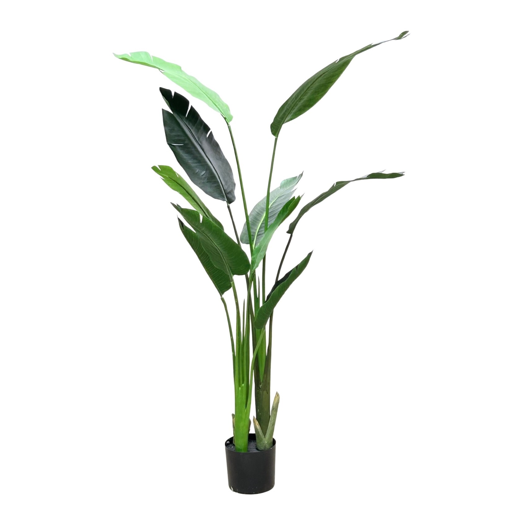 5' BIRD OF PARADISE PLANT IN POT GREEN