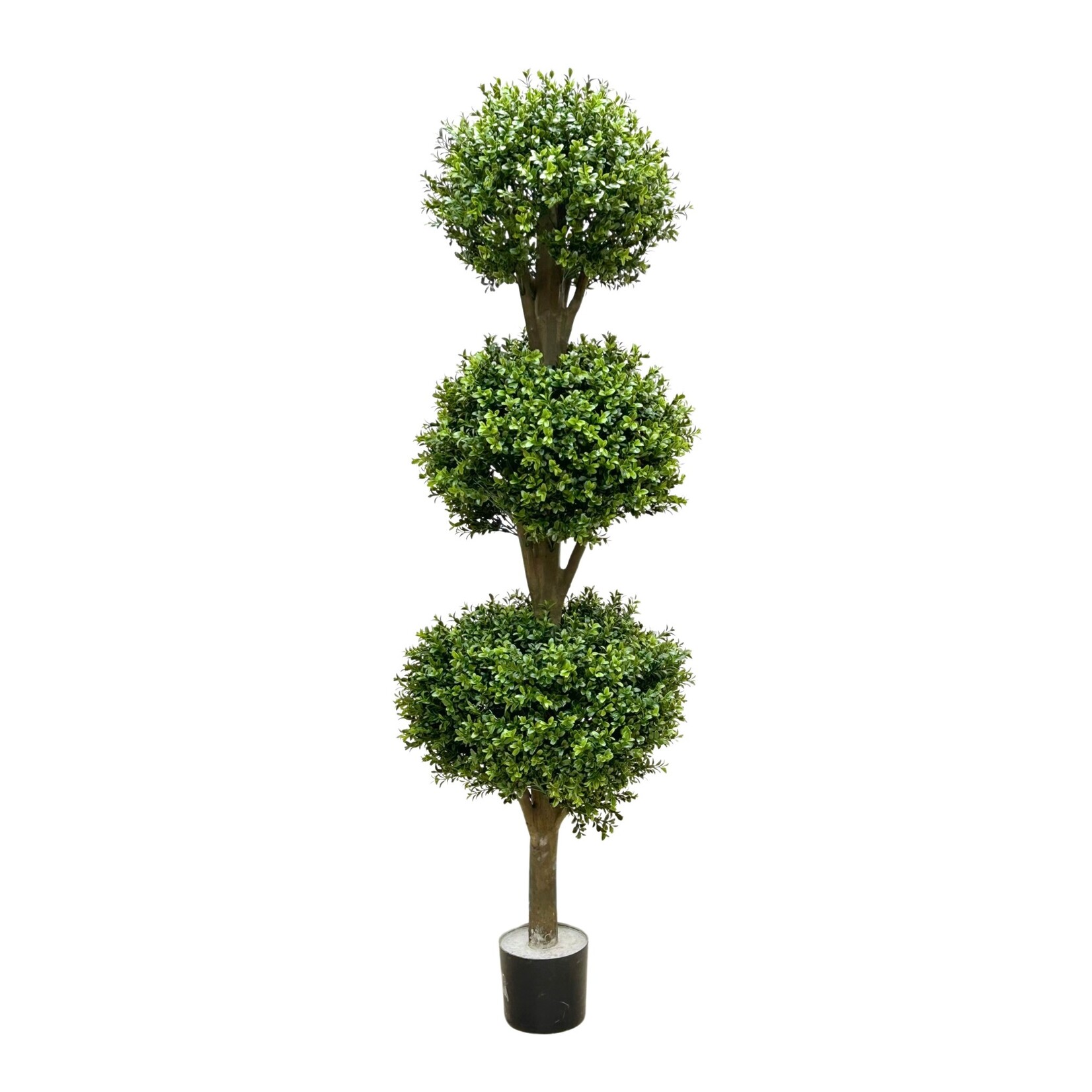 5.5' TRI BALL BOXWOOD TOPIARY IN POT GREEN TWO TONE