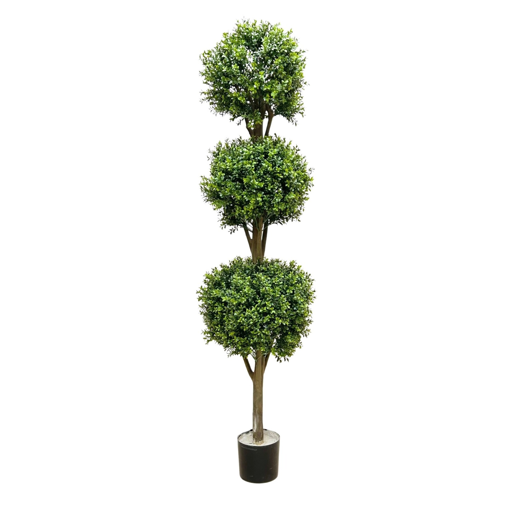 6.5' TRI BALL BOXWOOD TOPIARY IN POT GREEN
