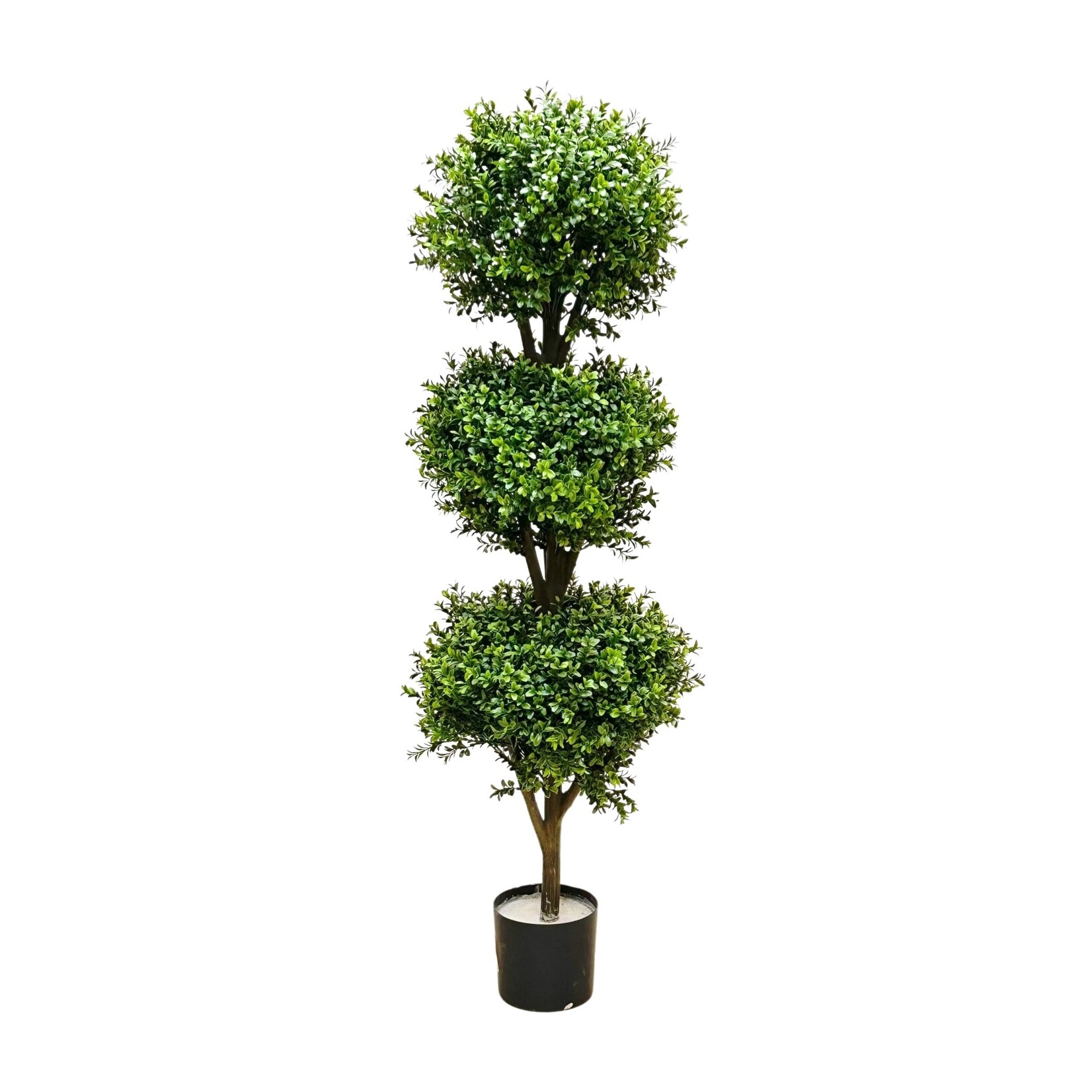 4.5'TRI BALL BOXWOOD TOPIARY IN POT GREEN