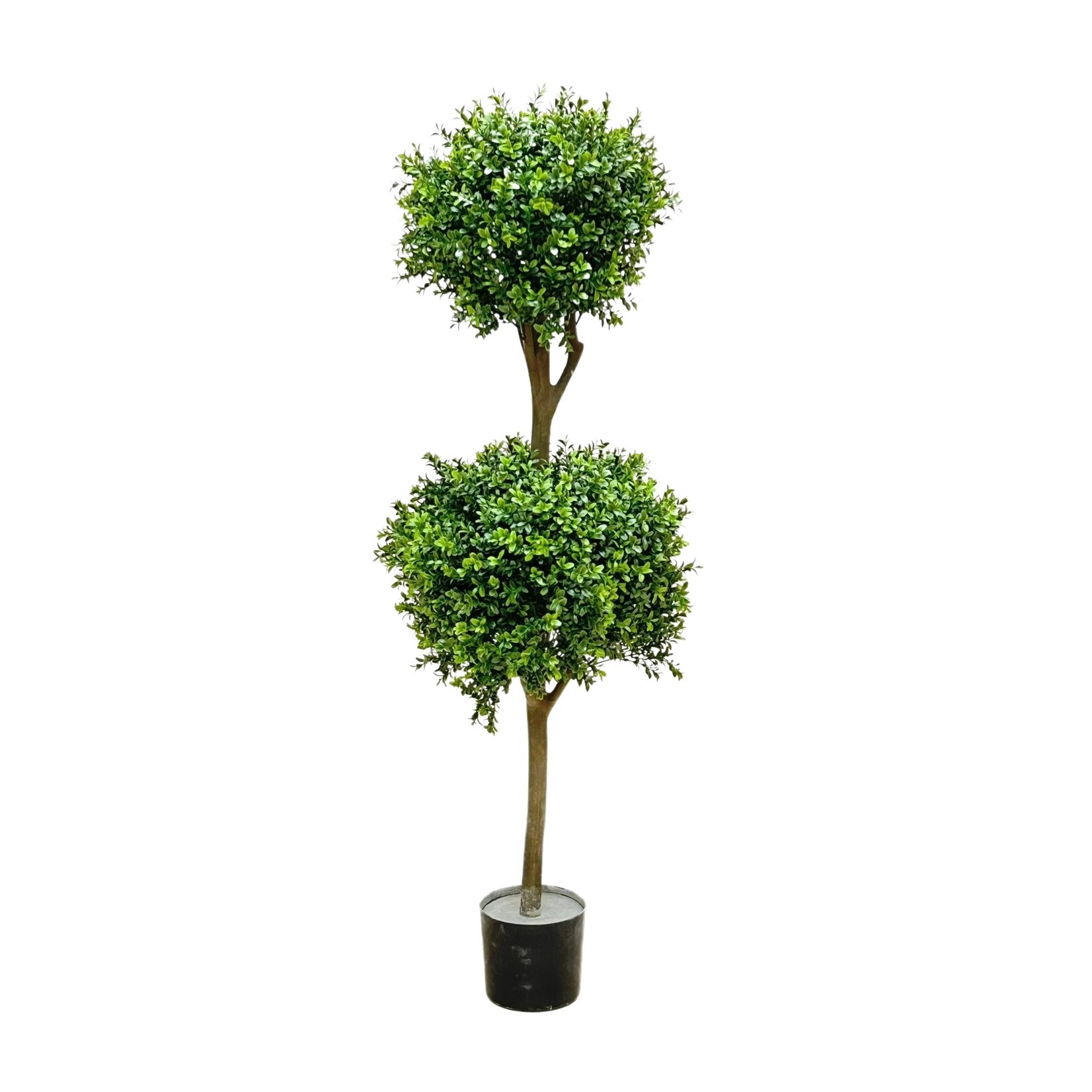 4.5' DOUBLE BALL BOXWOOD TOPIARY IN POT GREEN