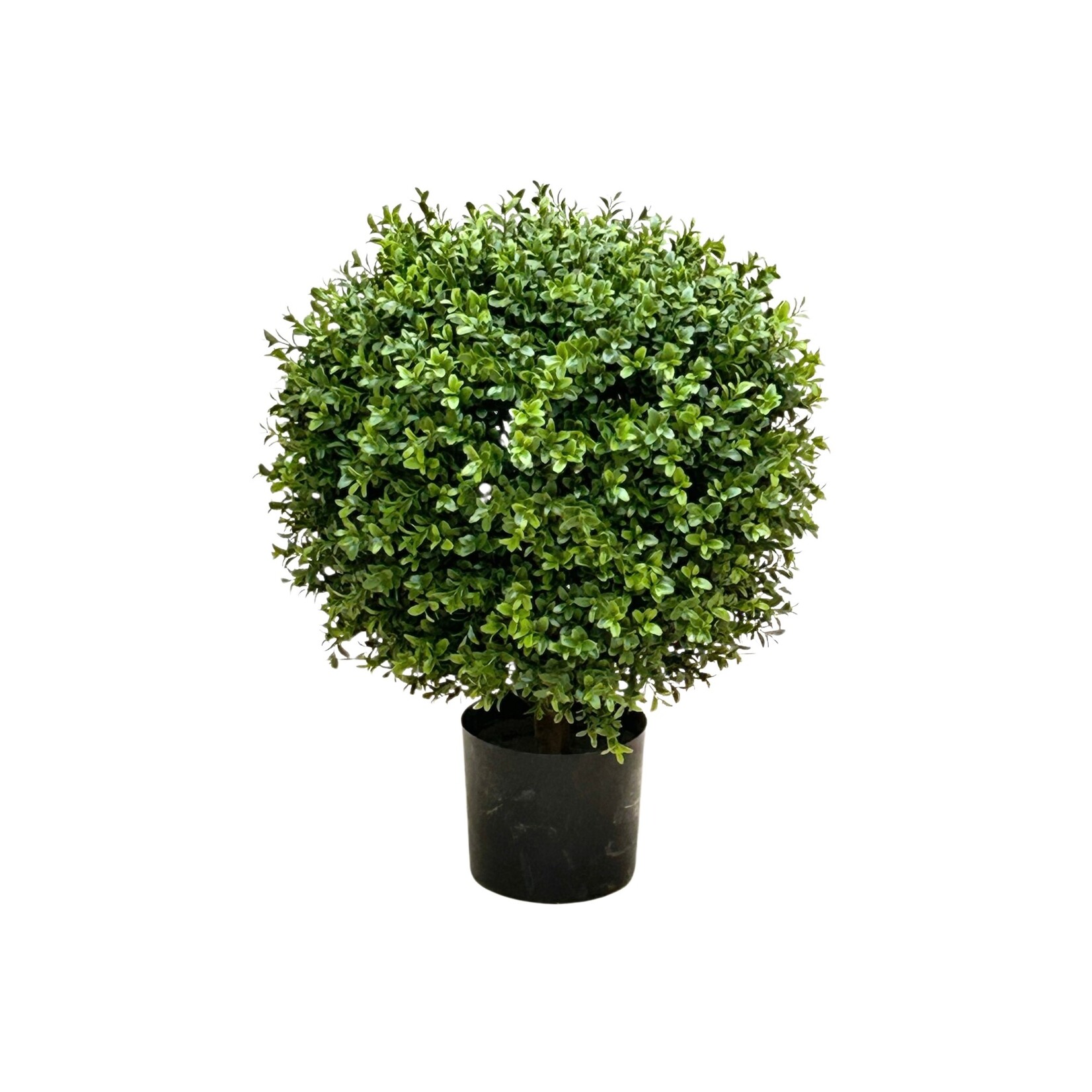 23.5"H BALL BOXWOOD TOPIARY IN POT GREEN
