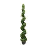 CBT176-GN: 6' POND BOXWOOD SPIRAL TOPIARY IN POT GREEN