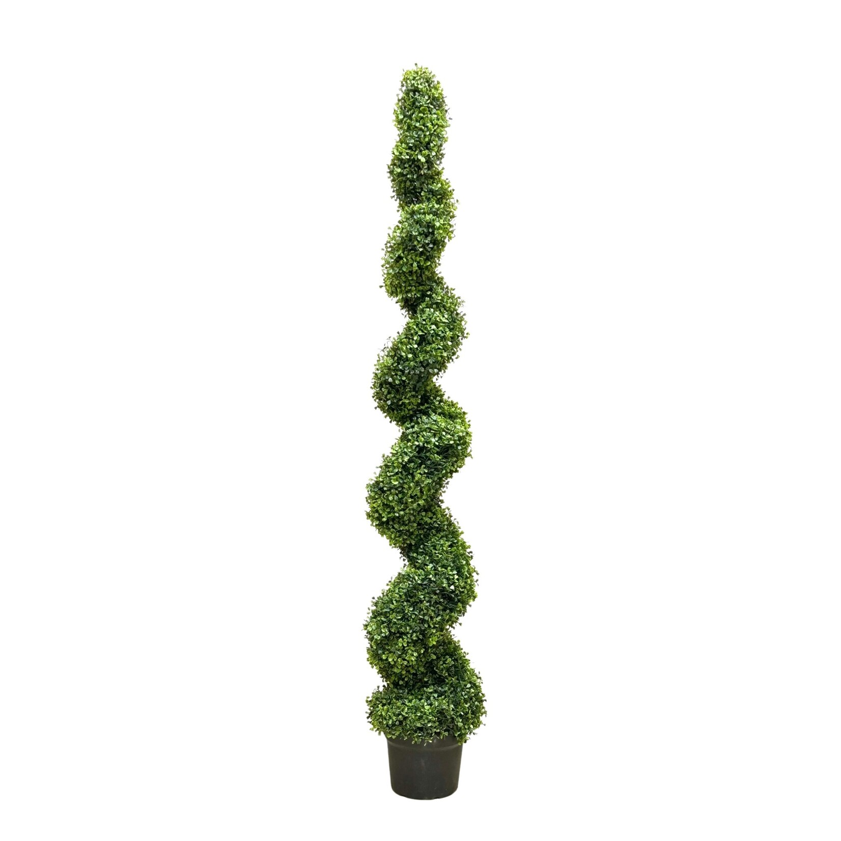 6' POND BOXWOOD SPIRAL TOPIARY IN POT GREEN