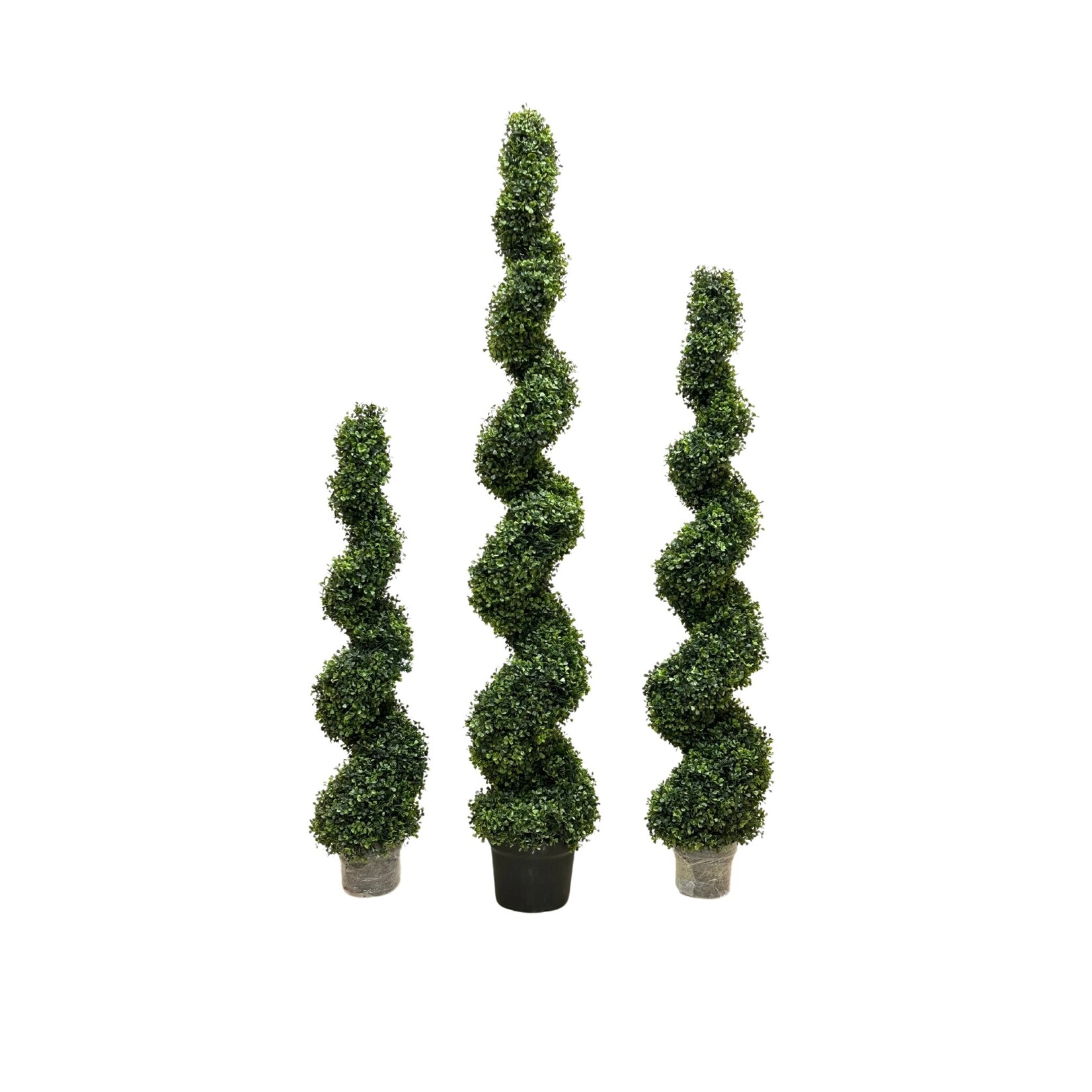 6' POND BOXWOOD SPIRAL TOPIARY IN POT GREEN