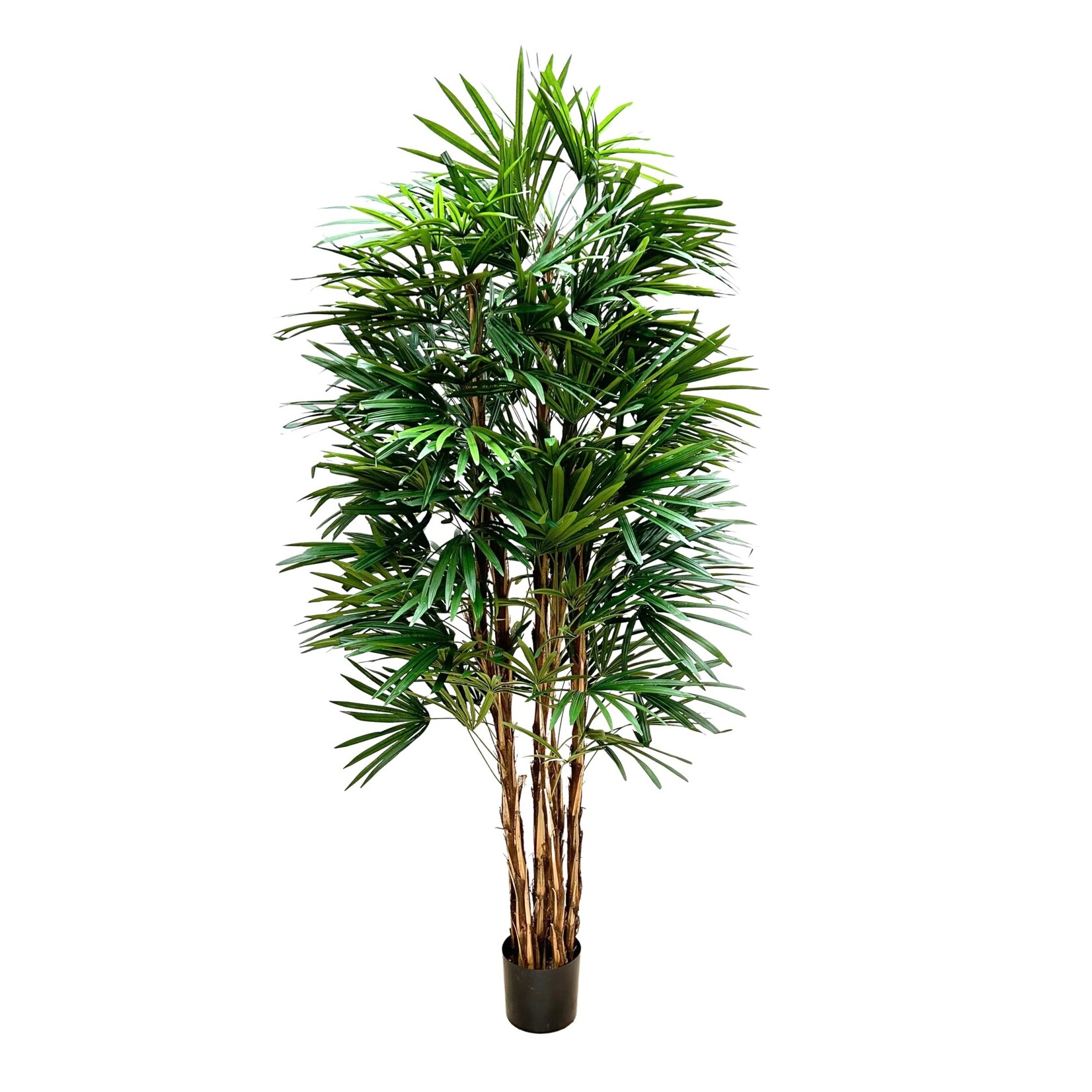 6' RHAPIS TREE GREEN
