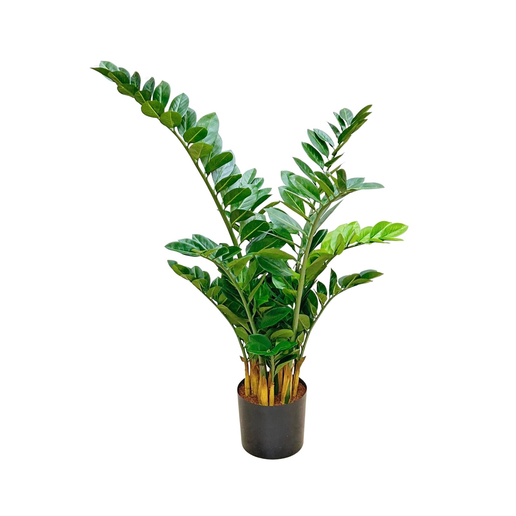 42" ZAMIOCULCAS PLANT IN POT GREEN