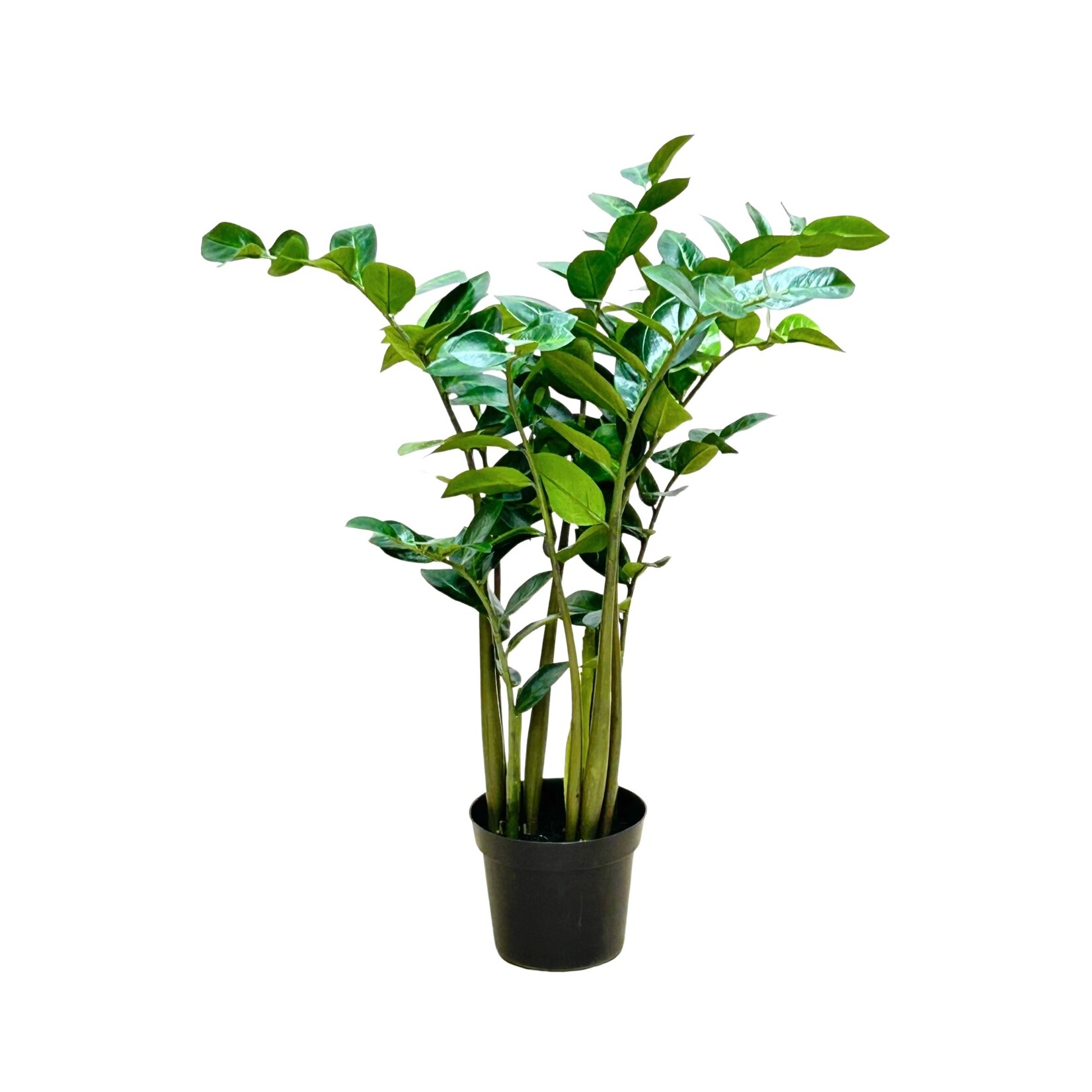 3' ZAMIOCULCAS ZAMIIFOLIA PLANT IN POT GREEN