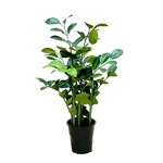 PLT605-GN: 27" ZAMIOCULCAS IN POT GREEN