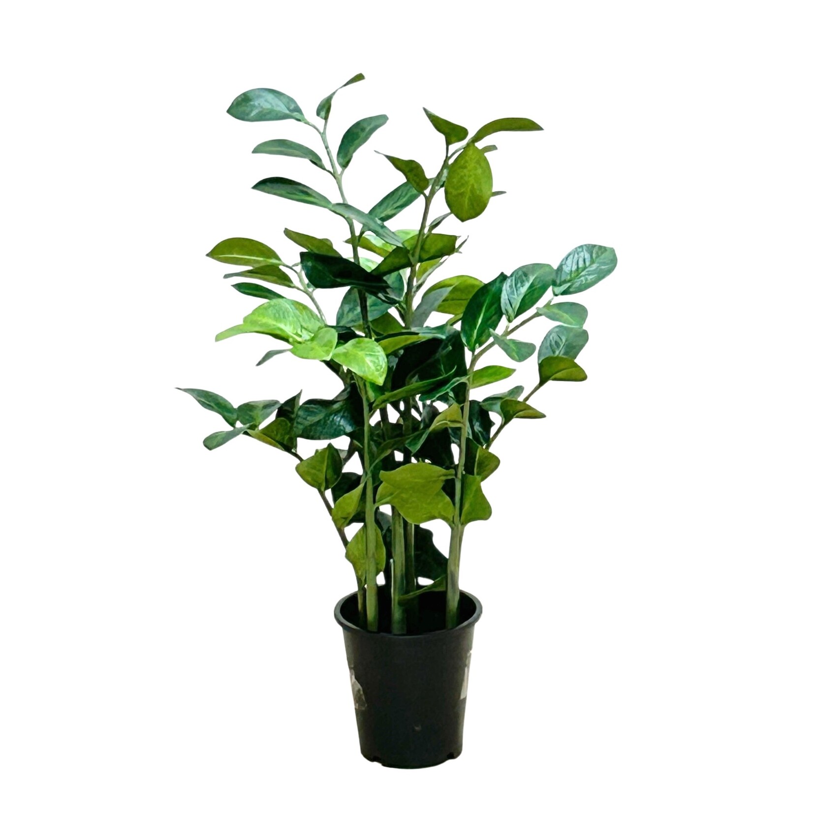 27" ZAMIOCULCAS IN POT GREEN