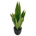 PLT442-GN: 24" SANSEVIERIA IN PLASTIC POT GREEN