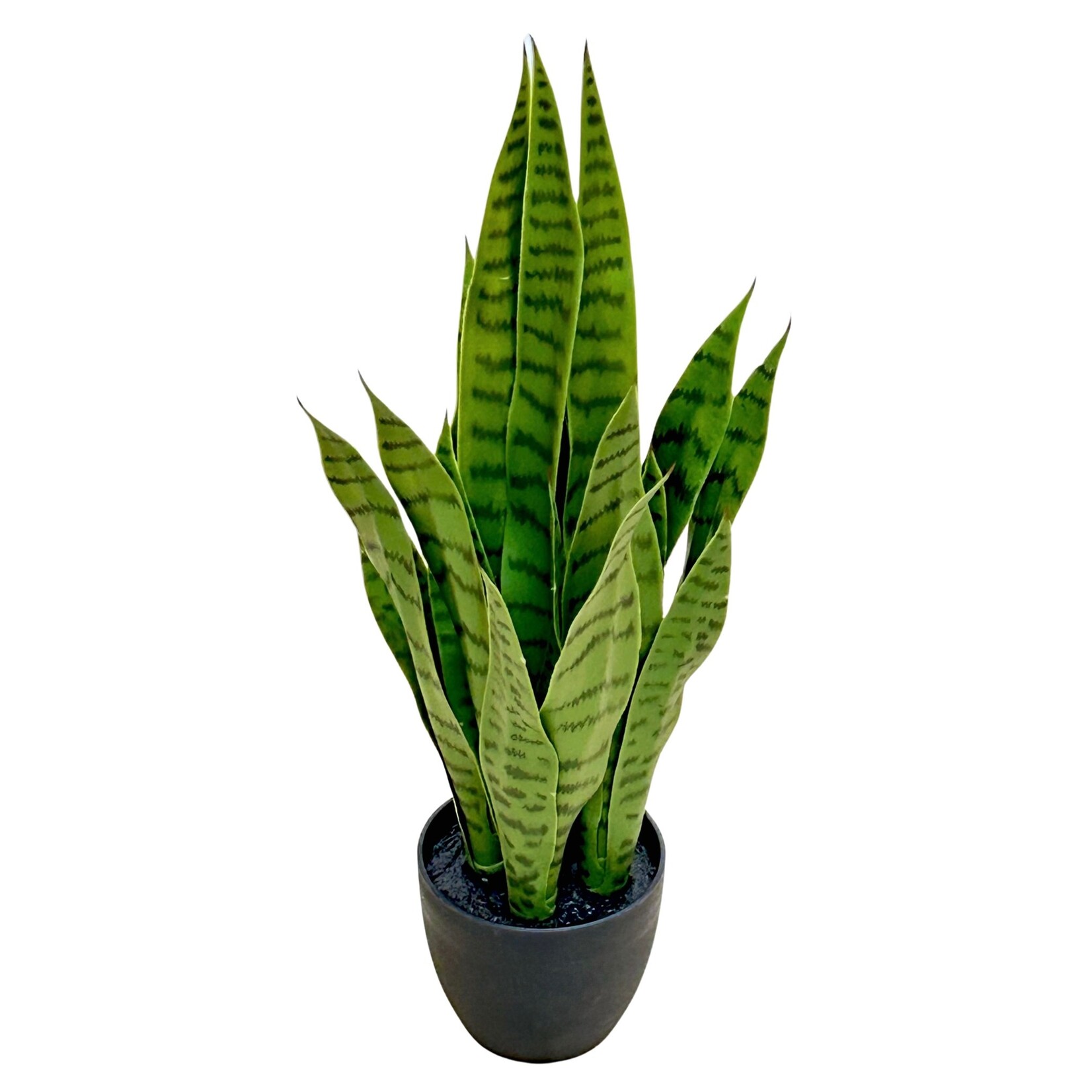 24" SANSEVIERIA IN PLASTIC POT GREEN