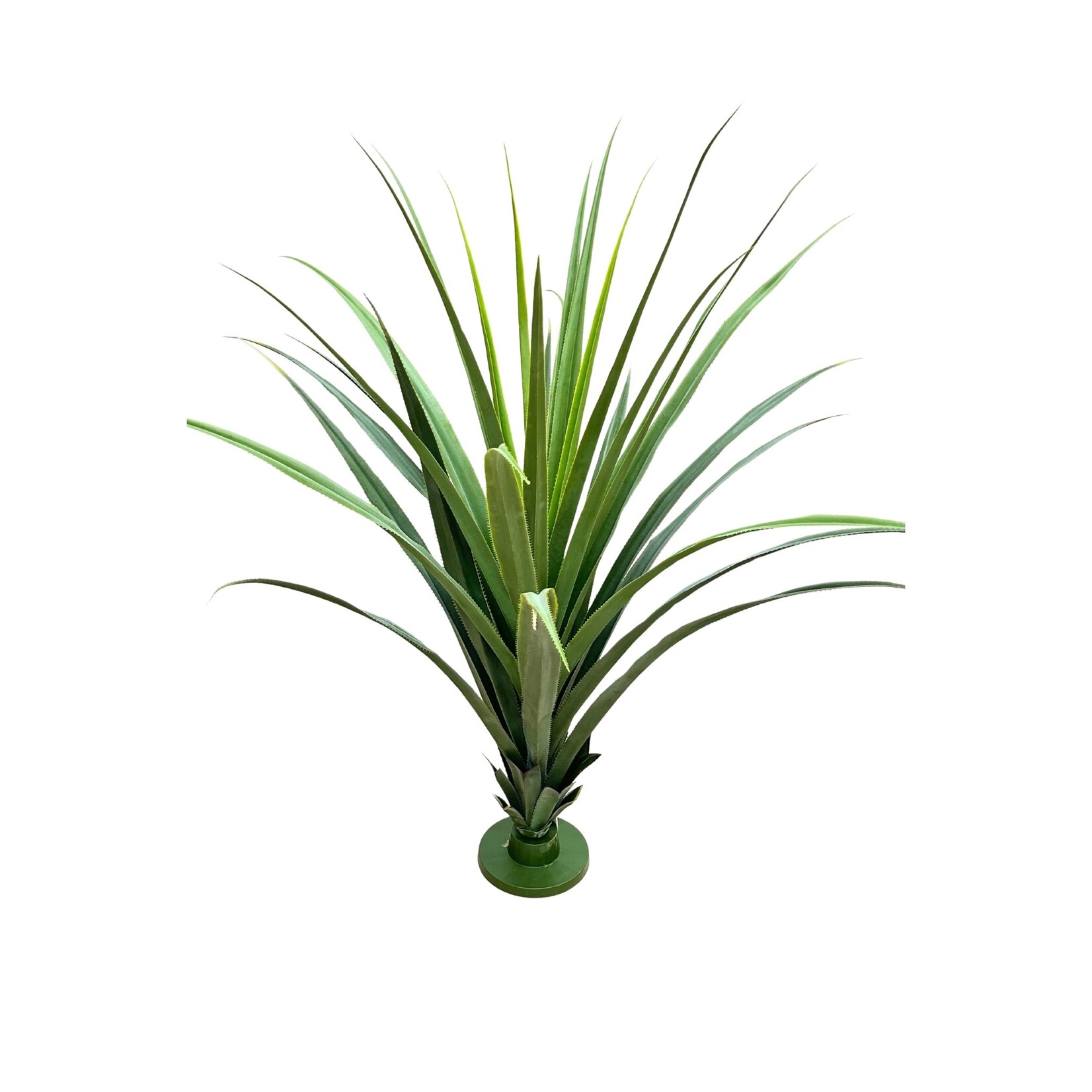 55" DRACAENA DRACO BASE PLANT GREEN TWO TONE