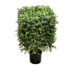 CBT212-GN/TT: 21" SQUARE BOXWOOD TOPIARY IN POT GREEN TWO TONE