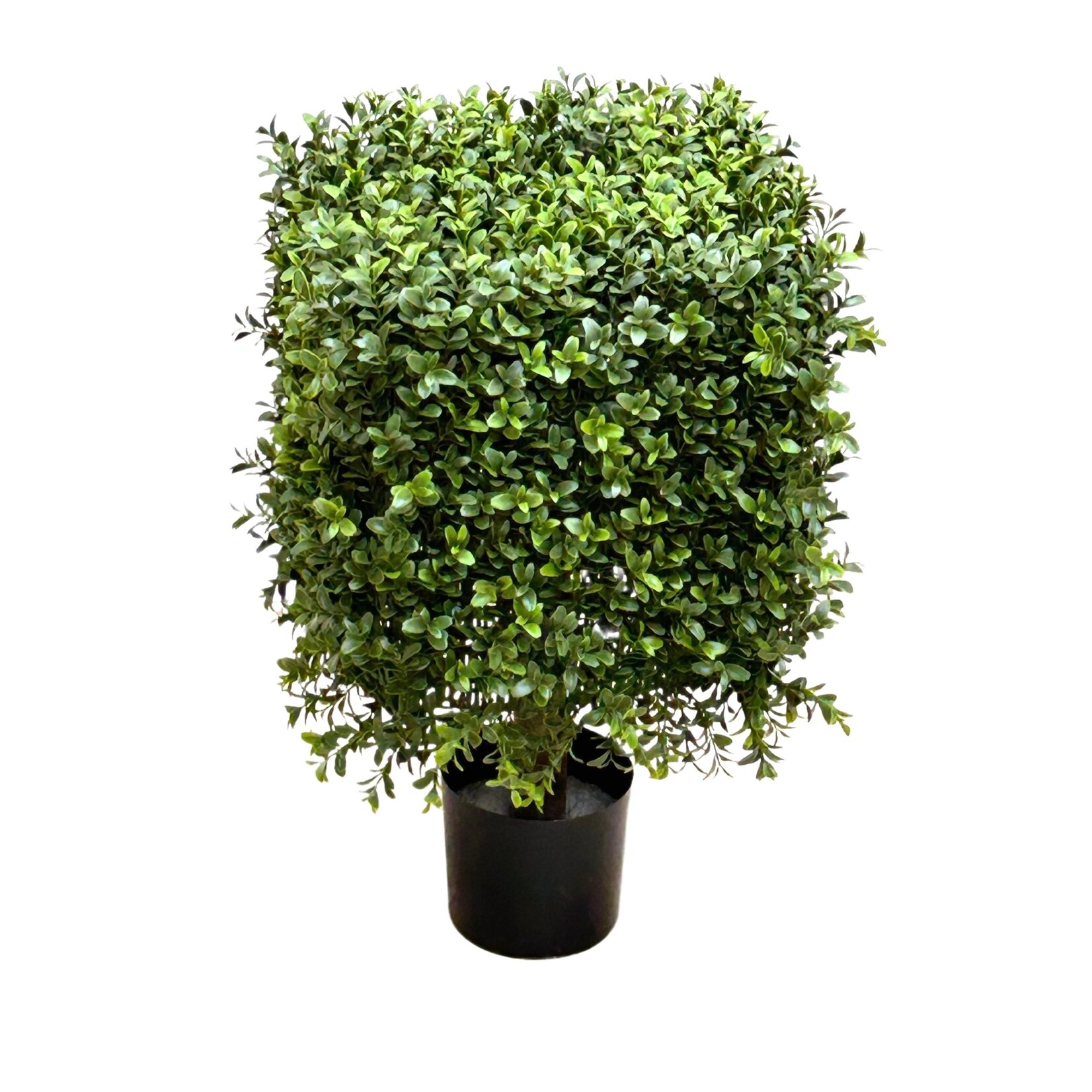 21" SQUARE BOXWOOD TOPIARY IN POT GREEN TWO TONE
