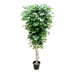 CTF141-7: 7' FICUS TREE