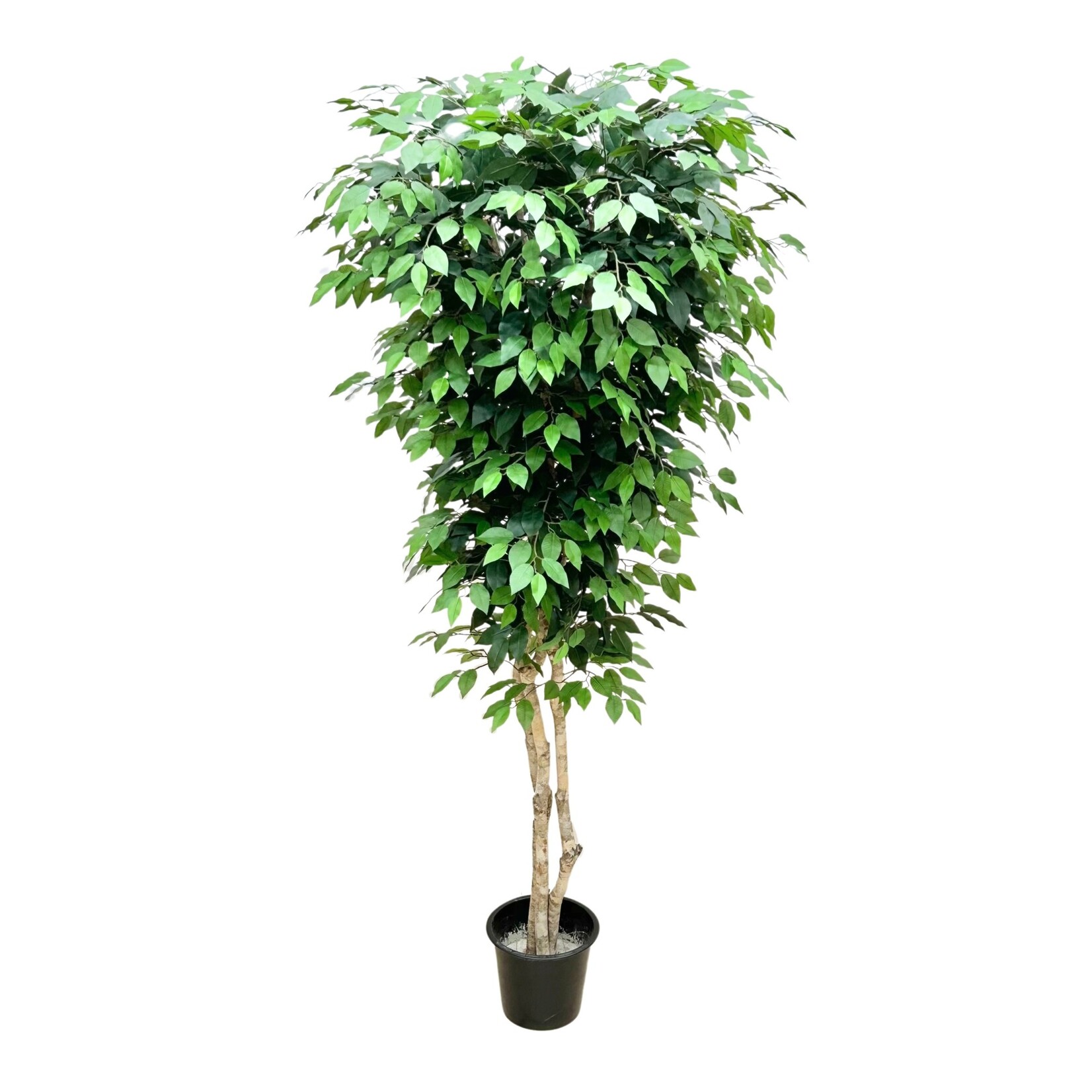 7' FICUS TREE