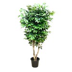 CTF141-6: 6' FICUS TREE