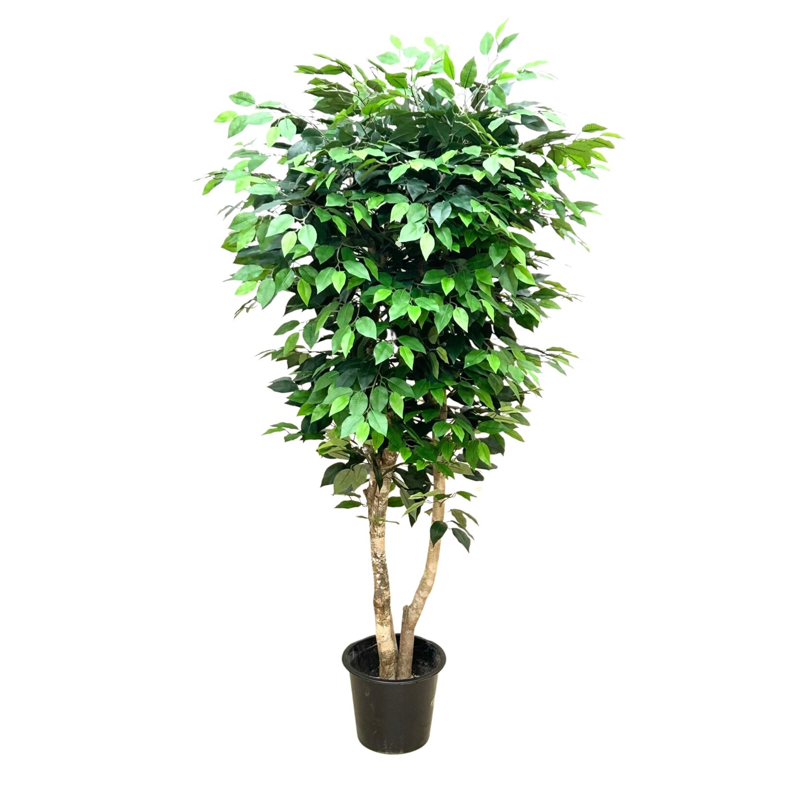 6' FICUS TREE